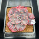 Echeveria 'Heart Throb' Highly Carunculated 2"-3" Succulent Plant Cutting