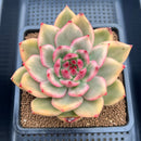 Echeveria Agavoides 'Amestro' Variegated 4"-5" Succulent Plant Cutting