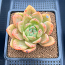 Echeveria 'Orange Champaign' 3" Succulent Plant Cutting