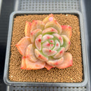 Echeveria 'Orange Champaign' 3" Succulent Plant Cutting