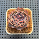 Echeveria 'Pink Dress' 1" Succulent Plant Cutting