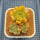 Echeveria 'Coco Chanel' 2"-3" Succulent Plant Cutting