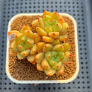 Echeveria 'Coco Chanel' 2"-3" Succulent Plant Cutting