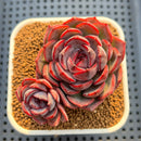 Echeveria 'Spicy Rose' 2"-3" Succulent Plant Cutting