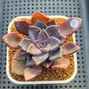 Echeveria 'Romanée-Conti' 2" New Hybrid Succulent Plant Cutting
