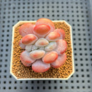 Graptoveria 'Lalla' Crested 1" Succulent Plant Cutting