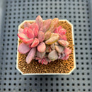 Echeveria 'Rezry' Variegated 2" Succulent Plant Cutting