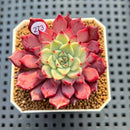 Echeveria 'Serendipity' 2" New Hybrid Succulent Plant Cutting
