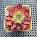 Echeveria 'Serendipity' 2" New Hybrid Succulent Plant Cutting
