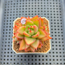 Echeveria Agavoides 'Akaihosi' 2" Succulent Plant Cutting