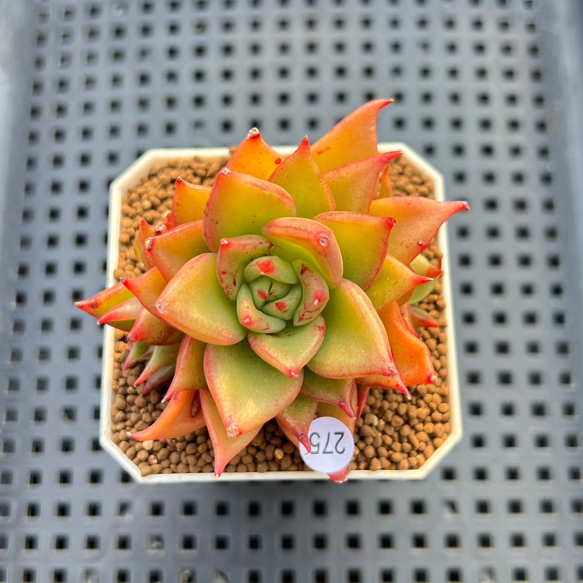 Echeveria Agavoides 'Akaihosi' 2" Succulent Plant Cutting