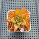 Echeveria Agavoides 'Akaihosi' 2" Succulent Plant Cutting