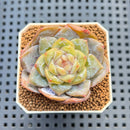 Echeveria 'Strawberry' Jelly Type 2" Succulent Plant Cutting