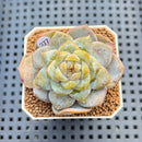 Echeveria 'Strawberry' Jelly Type 2" Succulent Plant Cutting