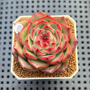 Echeveria 'Charleston' 2"-3" Succulent Plant Cutting