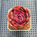 Echeveria sp. 2" Succulent Plant Cutting