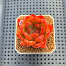 Echeveria Agavoides 'Estelle' 2" Succulent Plant Cutting