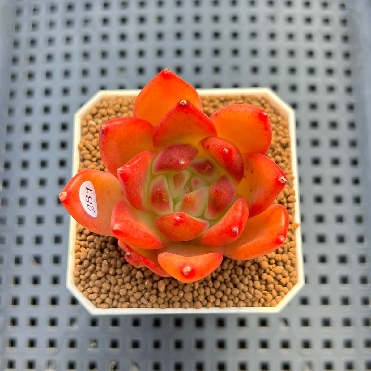 Echeveria Agavoides 'Estelle' 2" Succulent Plant Cutting