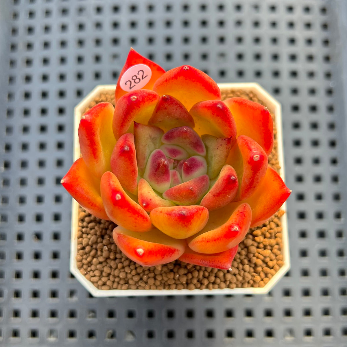 Echeveria Agavoides 'Estelle' 2" Succulent Plant Cutting
