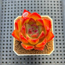 Echeveria Agavoides 'Estelle' 2" Succulent Plant Cutting