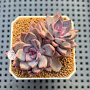 Echeveria 'Purple Sea-Urchin' 2" Succulent Plant Cutting