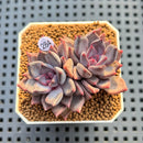 Echeveria 'Purple Sea-Urchin' 2" Succulent Plant Cutting