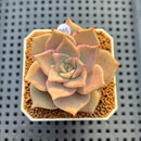 Echeveria 'Pink Lola' 1" Succulent Plant Cutting