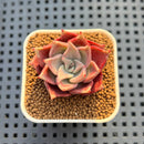 Echeveria 'Pink Lola' 1" Succulent Plant Cutting