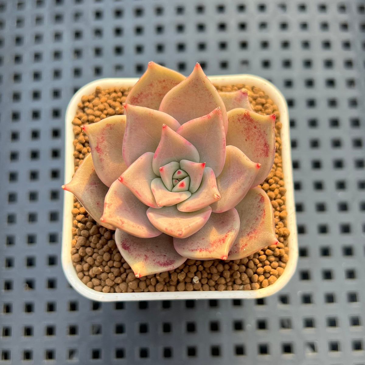 Echeveria 'Pink Lola' 1" Succulent Plant Cutting