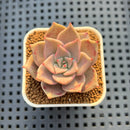 Echeveria 'Pink Lola' 1" Succulent Plant Cutting