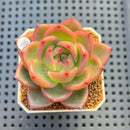 Echeveria 'Flower Ring' 2" Succulent Plant Cutting