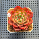 Echeveria 'Star Boss' Non-Variegated 2" Succulent Plant Cutting