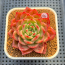 Echeveria 'Star Boss' Non-Variegated 2"-3" Succulent Plant Cutting