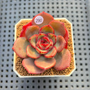 Echeveria 'Sunrise' 2" Succulent Plant Cutting