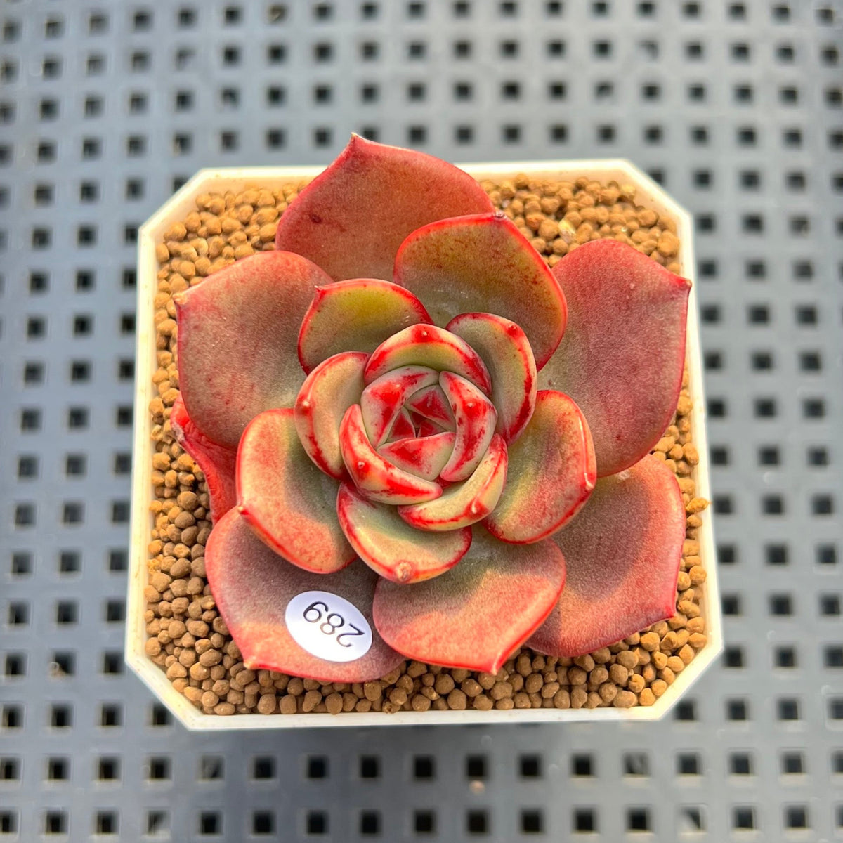 Echeveria 'Sunrise' 2" Succulent Plant Cutting