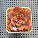 Echeveria 'Sunrise' 2" Succulent Plant Cutting