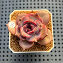 Echeveria 'Black Mink' Round-Leaf 2" Succulent Plant Cutting