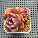 Echeveria 'Black Mink' Round-Leaf 2" Succulent Plant Cutting
