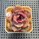 Echeveria 'Black Mink' Round-Leaf 2" Succulent Plant Cutting