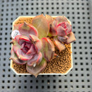 Echeveria 'Black Mink' Round-Leaf 2" Succulent Plant Cutting