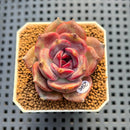 Echeveria 'Black Mink' Round-Leaf 2" Succulent Plant Cutting