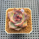 Echeveria 'Moila' 1"-2" Succulent Plant Cutting