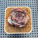 Echeveria 'Moila' 1"-2" Succulent Plant Cutting