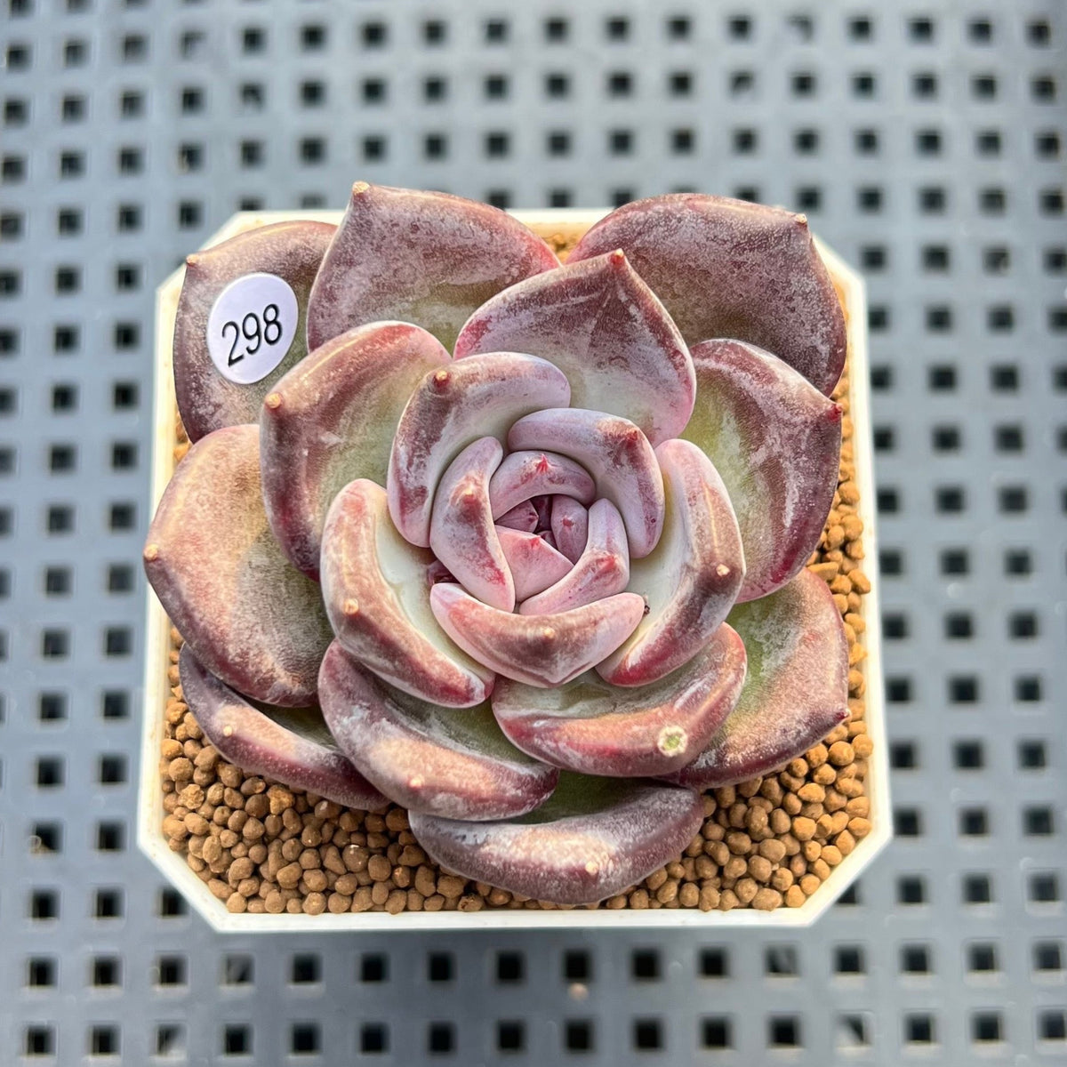 Echeveria 'Moila' 1"-2" Succulent Plant Cutting