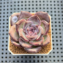 Echeveria 'Moila' 1"-2" Succulent Plant Cutting