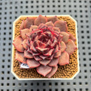 Echeveria 'Cindy' 2" Succulent Plant Cutting
