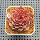 Echeveria 'Cindy' 2" Succulent Plant Cutting