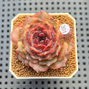 Echeveria 'Black Coco' 2" Succulent Plant Cutting