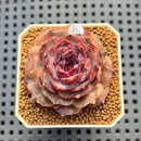 Echeveria 'Black Coco' 2" Succulent Plant Cutting