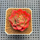 Echeveria 'Coral' Variegated 1" Succulent Plant Cutting